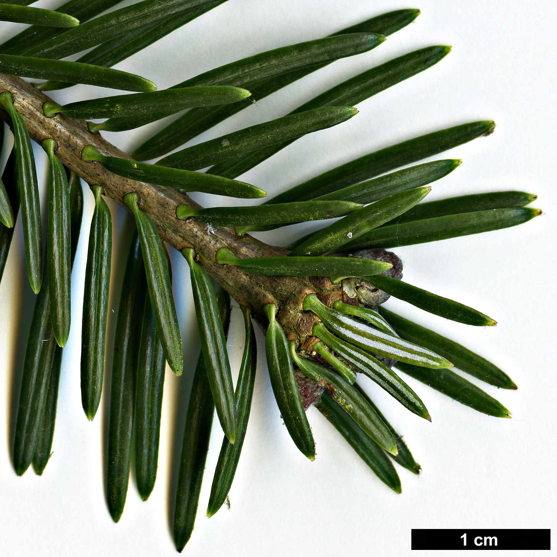 High resolution image: Family: Pinaceae - Genus: Abies - Taxon: fabri - SpeciesSub: subsp. minensis